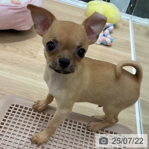 チワワの写真