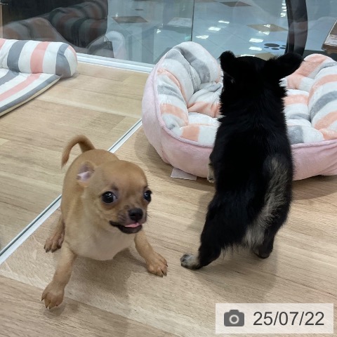 チワワの写真