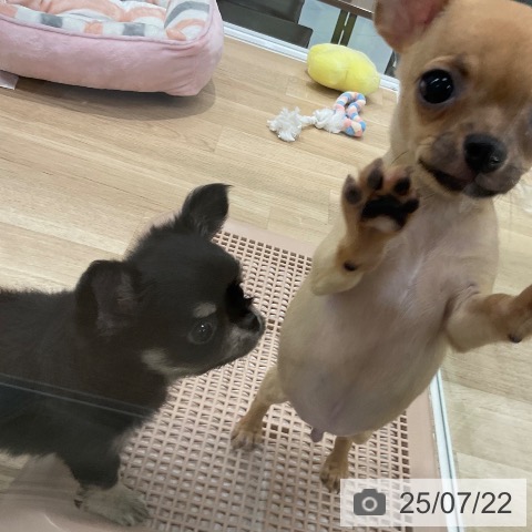 チワワの写真