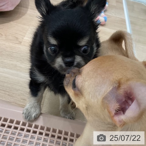 チワワの写真