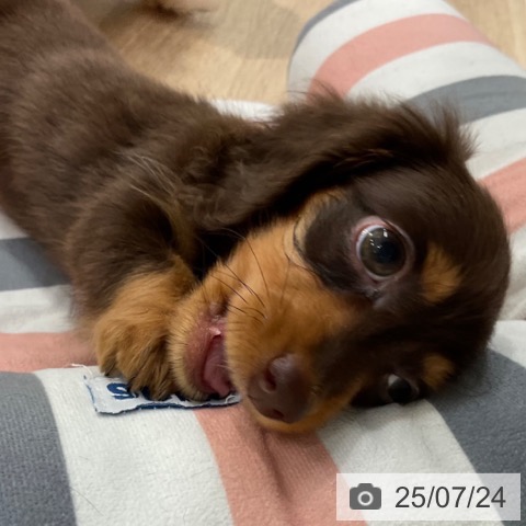 カニーンヘン・ダックスフンドの写真