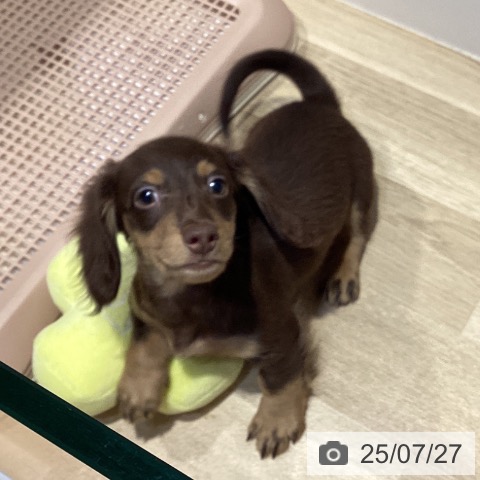 ミニチュア・ダックスフンドの写真