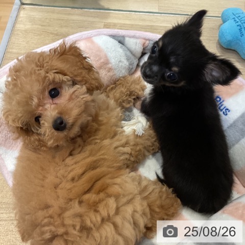 チワワの写真