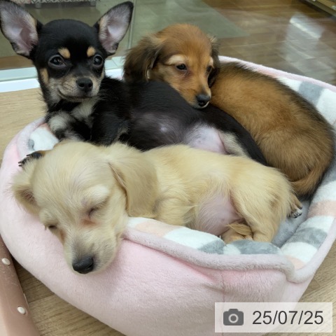 カニーンヘン・ダックスフンドの写真