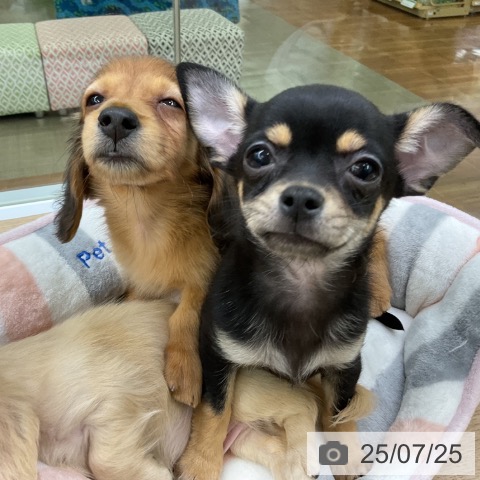 カニーンヘン・ダックスフンドの写真
