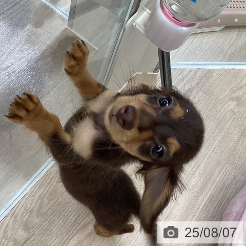 ミニチュア・ダックスフンドの写真