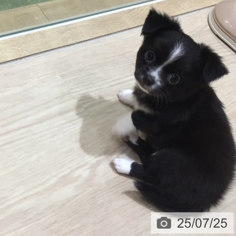 チワワの写真