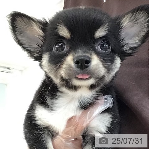 チワワの写真