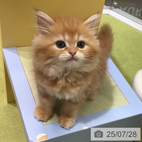 ラガマフィンの写真
