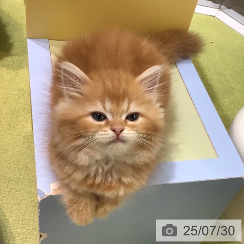 ラガマフィンの写真