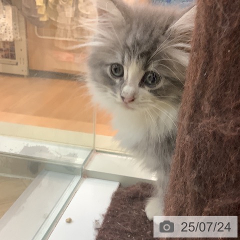 ノルウェージャンフォレストキャットの写真