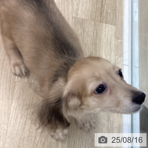 ミニチュア・ダックスフンドの写真