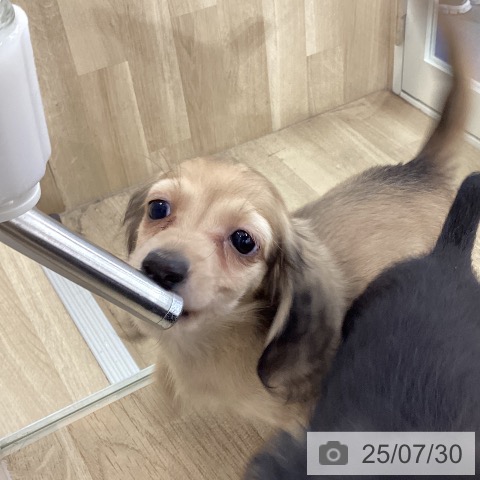 ミニチュア・ダックスフンドの写真