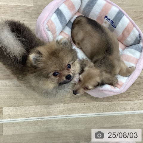 ミニチュア・ダックスフンドの写真