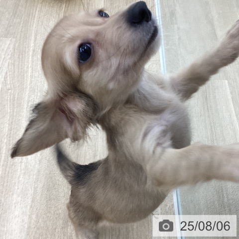 ミニチュア・ダックスフンドの写真