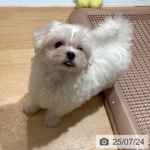 マルチーズの写真