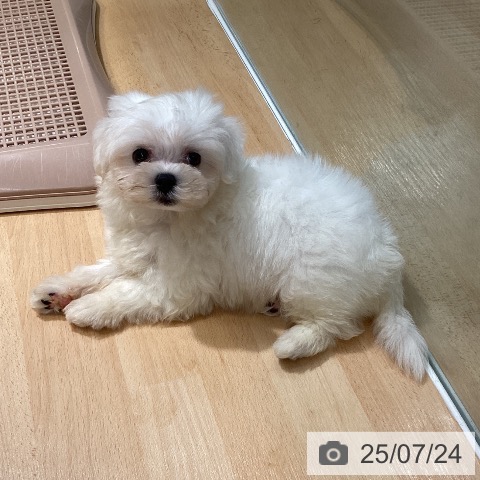 マルチーズの写真