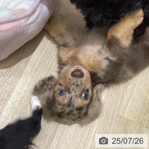 カニーンヘン・ダックスフンドの写真