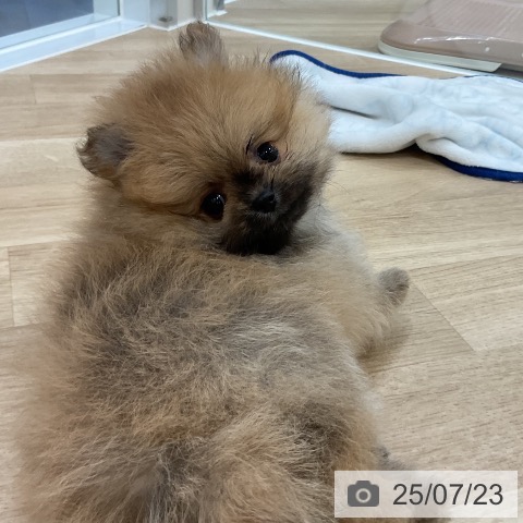 ポメラニアンの写真