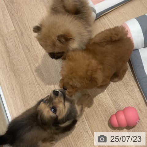 ミニチュア・ダックスフンドの写真