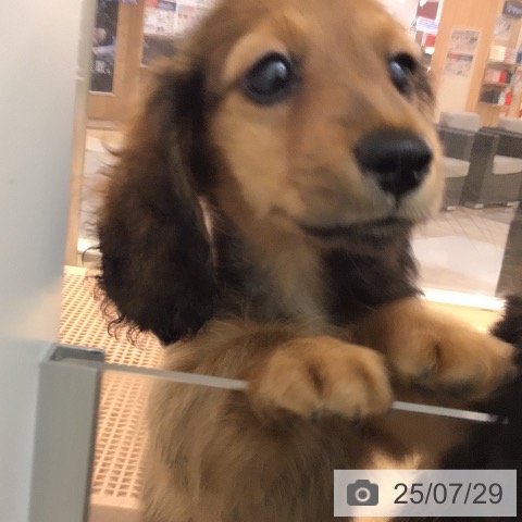 ミニチュア・ダックスフンドの写真