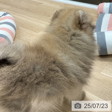 ポメラニアンの写真