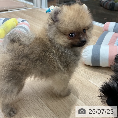 ポメラニアンの写真