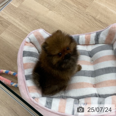 ポメラニアンの写真