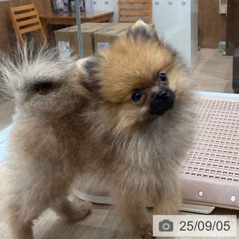ポメラニアンの写真