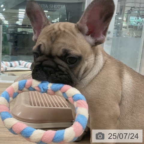 フレンチ・ブルドッグの写真