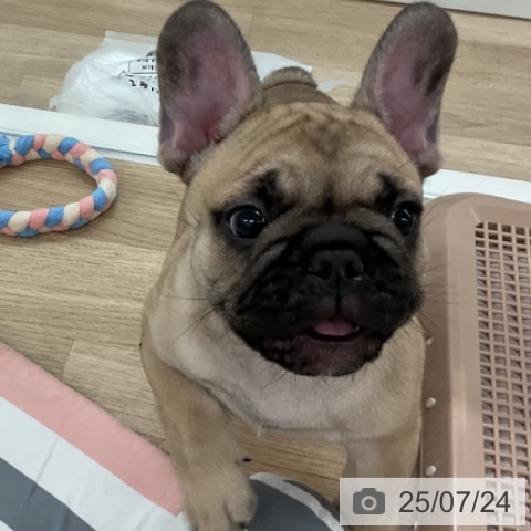 フレンチ・ブルドッグの写真