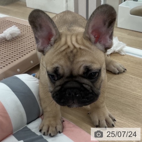 フレンチ・ブルドッグの写真