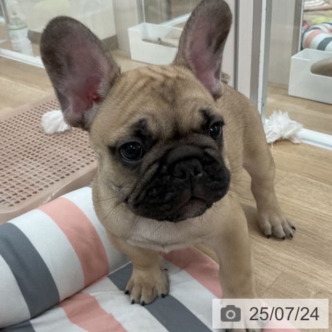 フレンチ・ブルドッグの写真