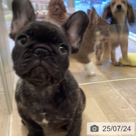 フレンチ・ブルドッグの写真