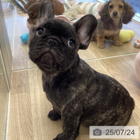 フレンチ・ブルドッグの写真