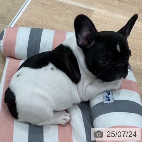 フレンチ・ブルドッグの写真
