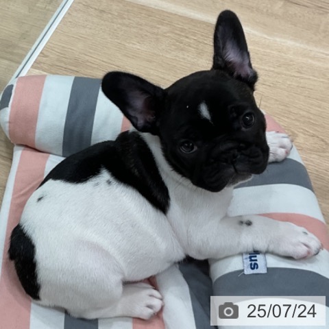 フレンチ・ブルドッグの写真