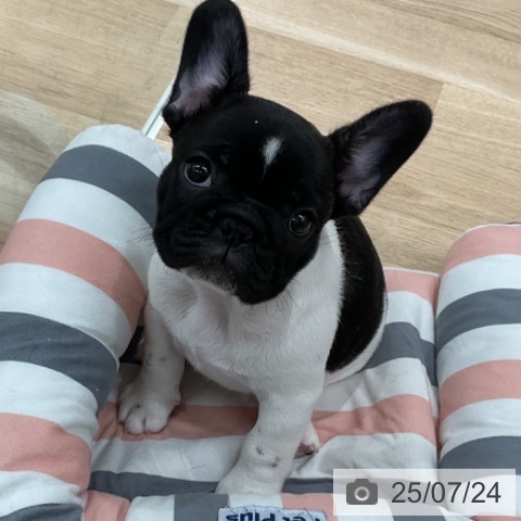 フレンチ・ブルドッグの写真