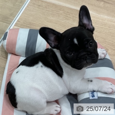 フレンチ・ブルドッグの写真