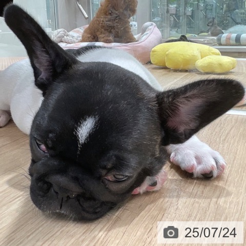 フレンチ・ブルドッグの写真