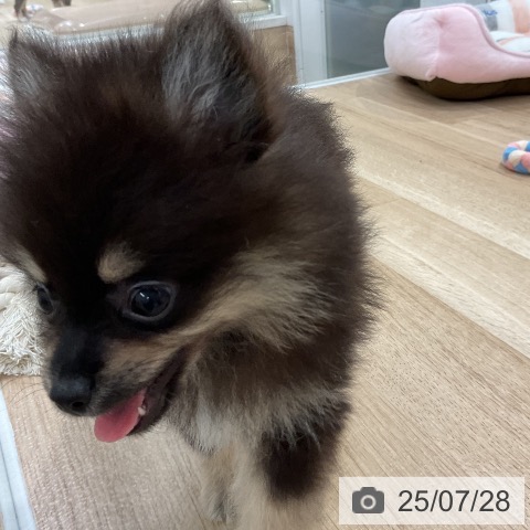 ポメラニアンの写真