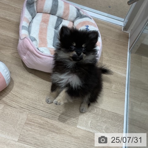 ポメラニアンの写真