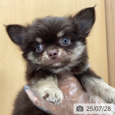 チワワの写真