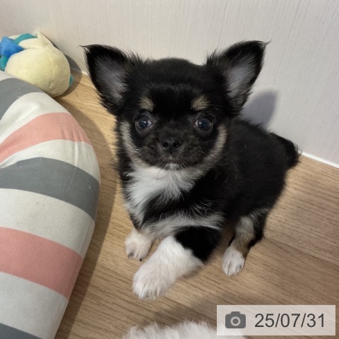 チワワの写真