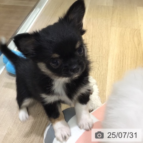 チワワの写真
