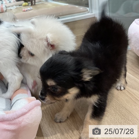 チワワの写真