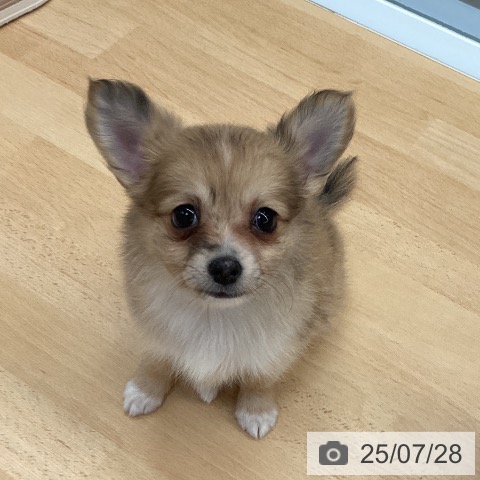 チワワの写真