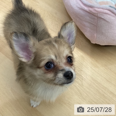チワワの写真