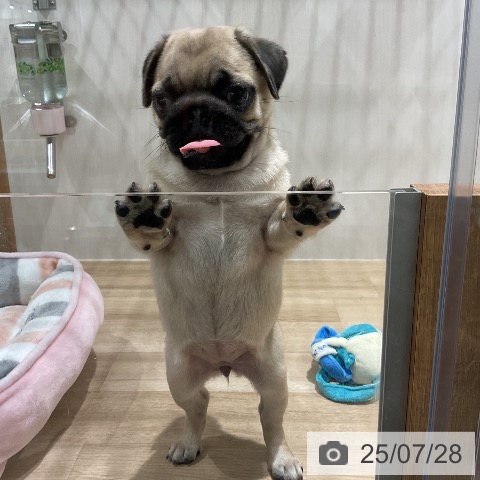 パグの写真