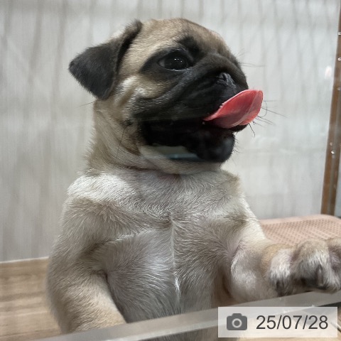 パグの写真